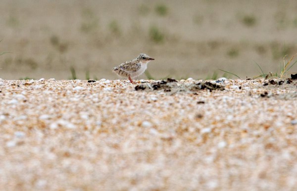 Foto van een dwergstern, Texel, Nederland