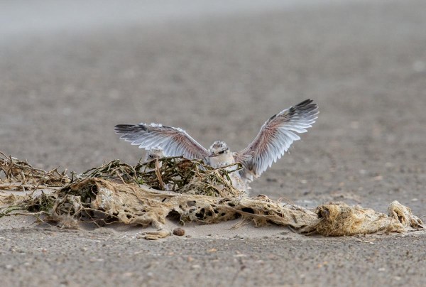 Foto van een dwergstern, Texel, Nederland