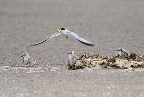 Foto van dwergsterns, Texel, Nederland