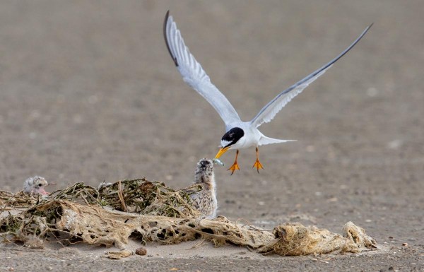 Foto van dwergsterns, Texel, Nederland