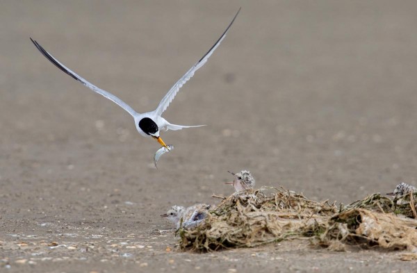 Foto van dwergsterns, Texel, Nederland