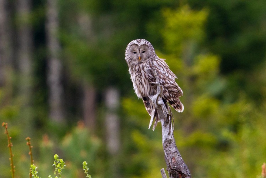 Foto van een Oeraluil, Estland