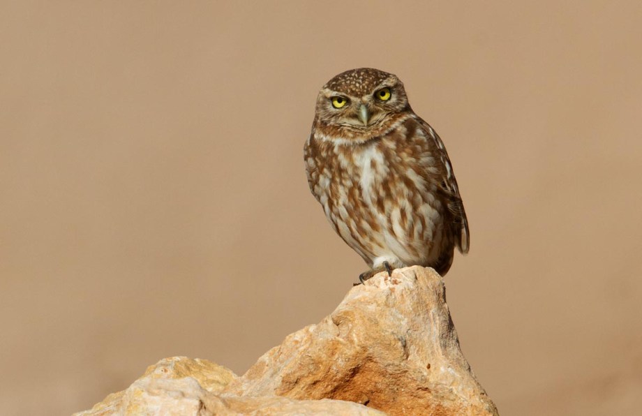 Foto van een Steenuil, Marokko