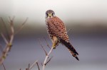 Foto van een Torenvalk, Texel