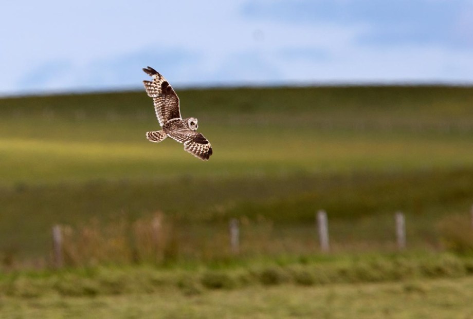 Foto van een Velduil, Orkney