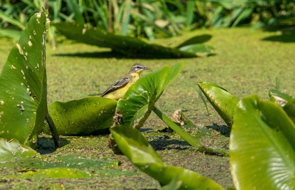 Foto van een gele kwikstaart, Polen