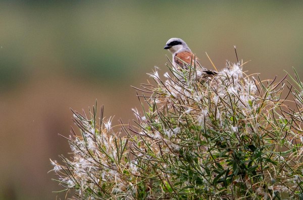 Foto van een Grauwe klauwier, Rügen, Duitsland