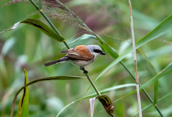 Foto van een grauwe klauwier, Duitsland