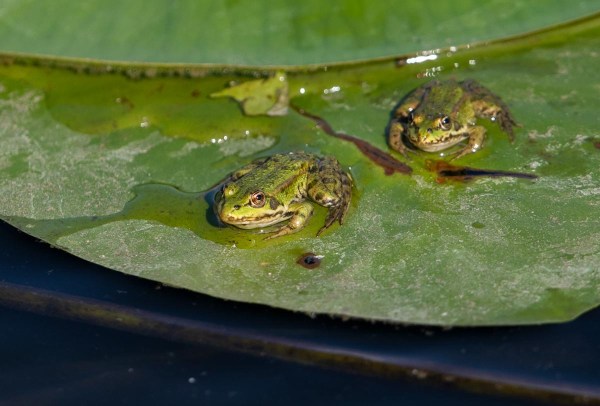 Foto van kikkers, Polen