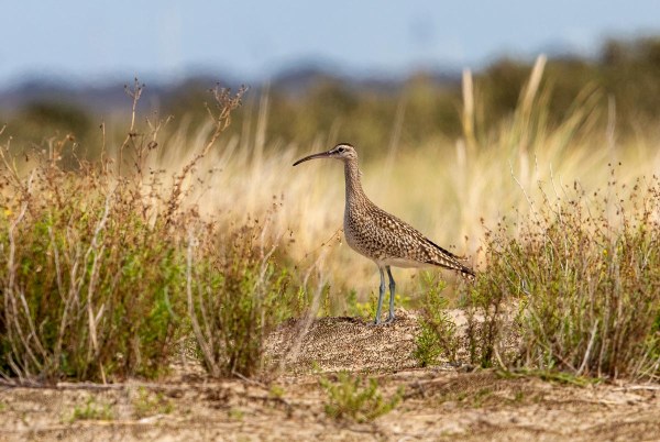 Foto van een regenwulp, Kwade Hoek