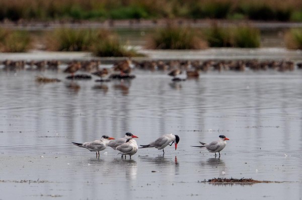 Foto van reuzensterns, Duitsland