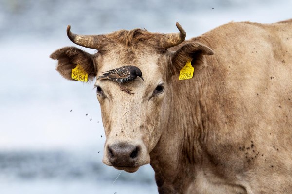 Foto van een spreeuw, Polen