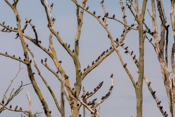 Foto van spreeuwen, Duitsland