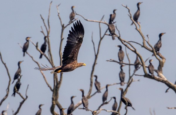 Foto van een zeearend, Duitsland