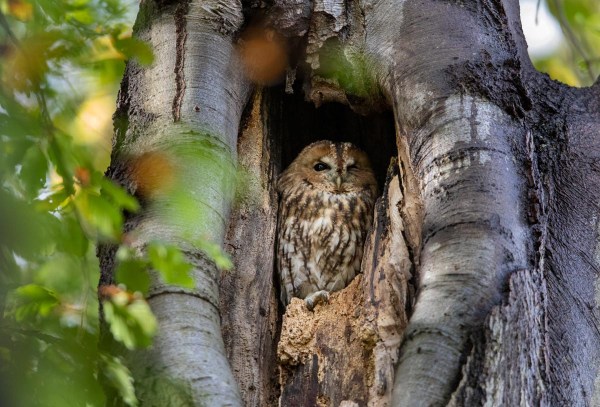 Foto van een bosuil, Nationaal Park Utrechtse Heuvelrug