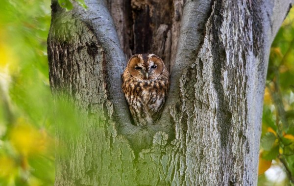 Foto van een bosuil, Nationaal Park Utrechtse Heuvelrug