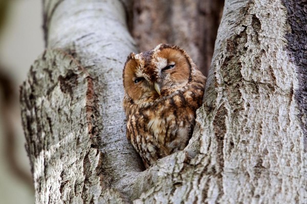 Foto van een bosuil, Nationaal Park Utrechtse Heuvelrug