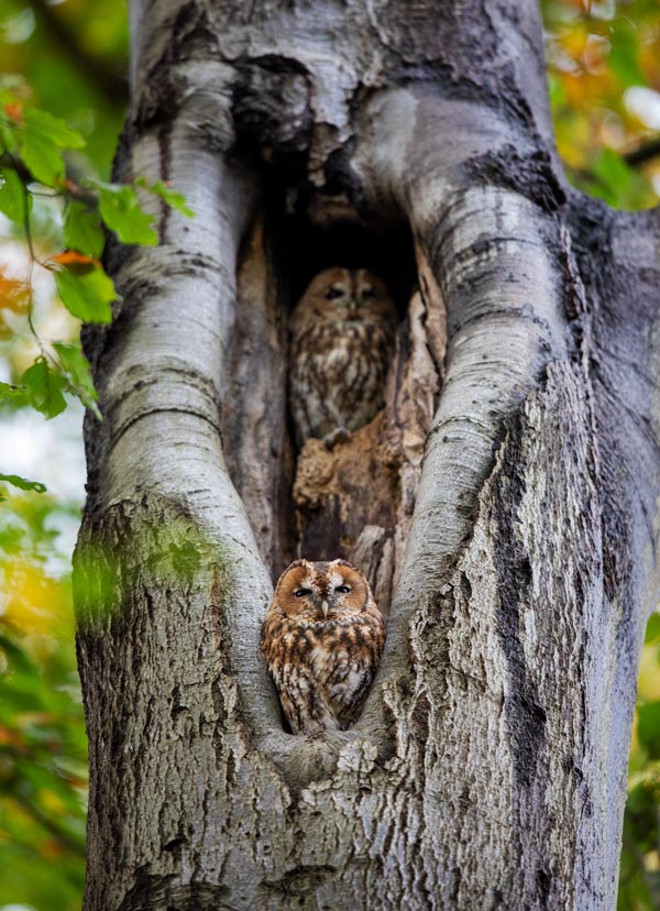 Foto van bosuilen, Nationaal Park Utrechtse Heuvelrug