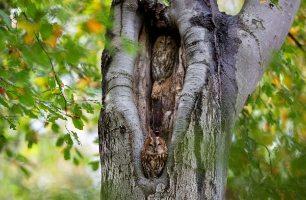 Foto van bosuilen, Nationaal Park Utrechtse Heuvelrug