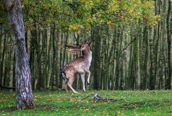 Foto van een damhert, Nationaal park Utrechtse Heuvelrug