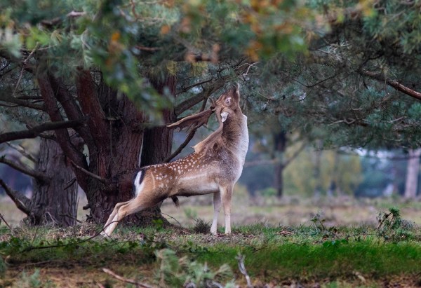 Foto van een damhert, Nationaal park Utrechtse Heuvelrug