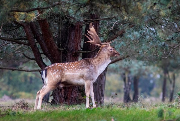 Foto van een damhert, Nationaal park Utrechtse Heuvelrug