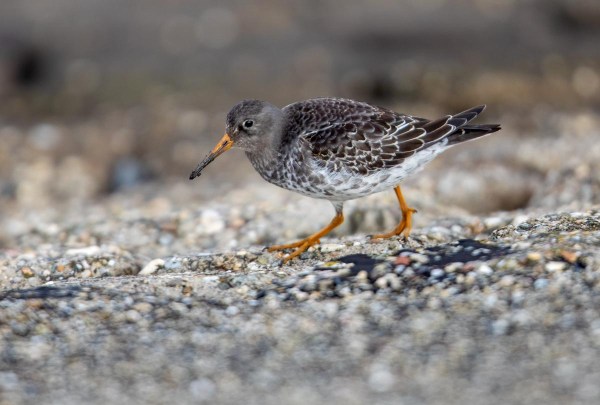 Foto van een paarse strandloper, Texel