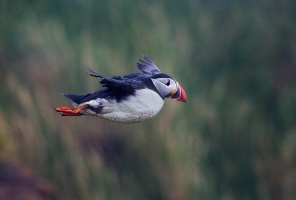 Foto van een papegaaiduiker, Sumburgh Head, Shetland