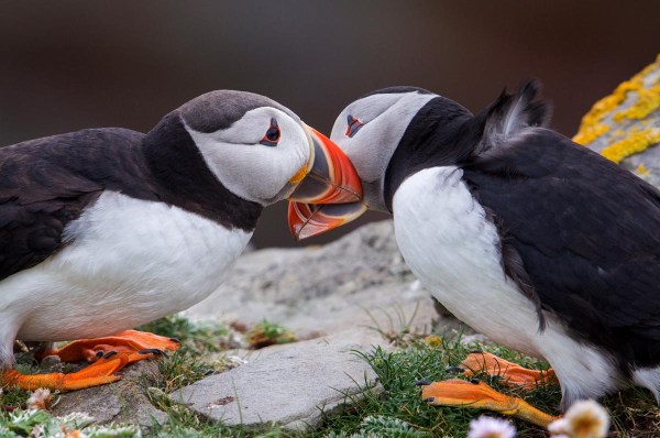 Foto van een papegaaiduiker, Noss, Shetland