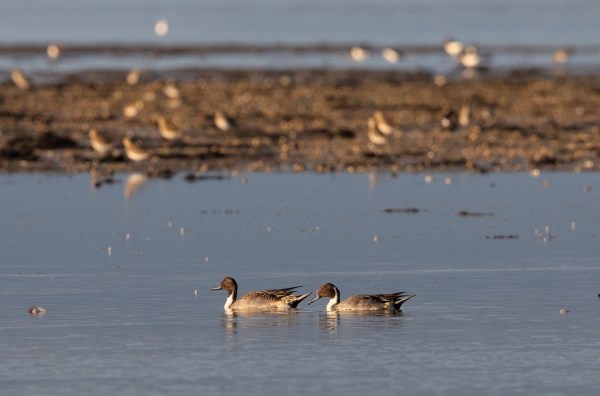 Foto van pijlstaarten, Texel