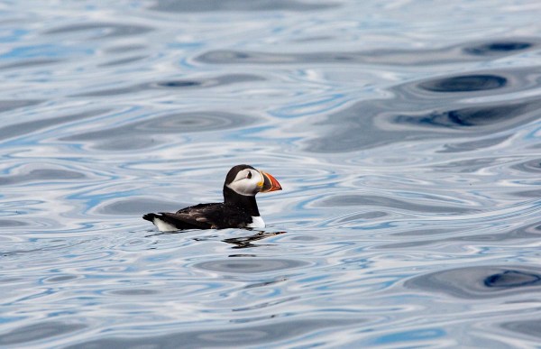 Foto van een papegaaiduiker, Farne Islands, Engeland