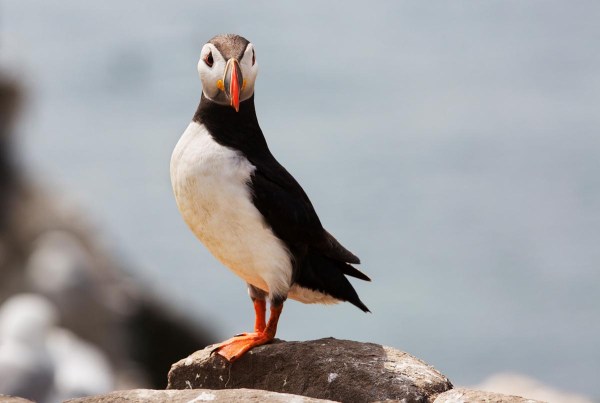 Foto van een papegaaiduiker, Farne Islands, Engeland