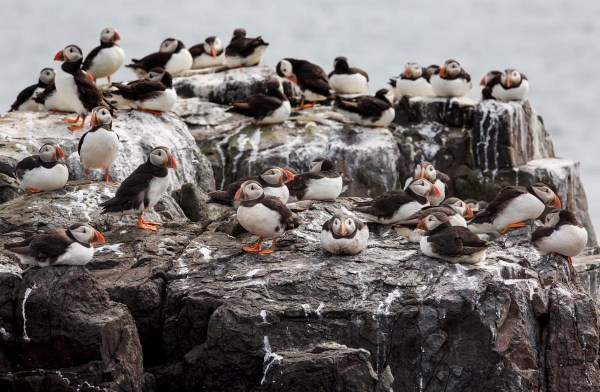 Foto van papegaaiduikers, Farne Islands, Engeland
