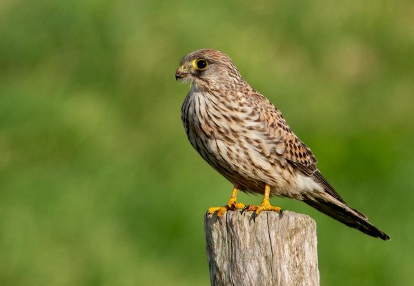 Foto van een torenvalk, Noord-Holland