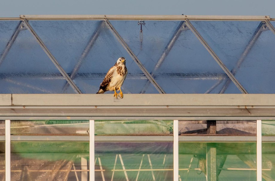 Foto van een buizerd, Zeeland
