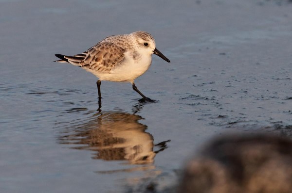 Foto van een drieteenstrandloper, Brouwersdam