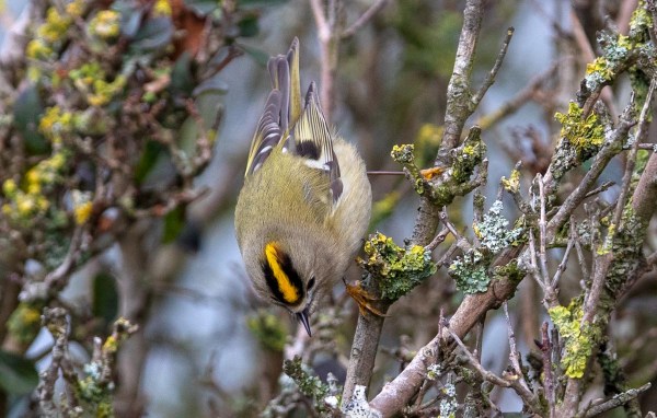 Foto van een Goudhaan, Amsterdamse Waterleidingduinen