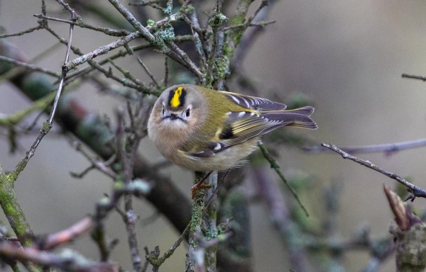 Foto van een Goudhaan, Amsterdamse Waterleidingduinen