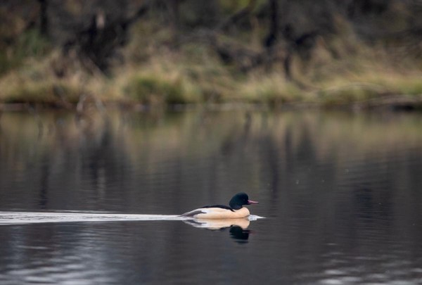 Foto van een Grote Zaagbek, Amsterdamse Waterleidingduinen
