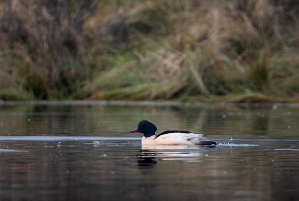 Foto van een Grote Zaagbek, Amsterdamse Waterleidingduinen