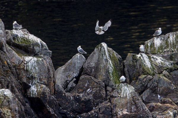 Foto van drieteenmeeuwen, Yell, Shetland