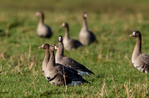 Foto van kolganzen, Krimpenerwaard