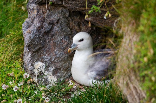 Foto van een noordse stormvogel, Fetlar, Shetland