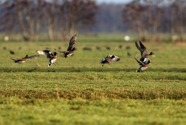 Foto van Smienten, Krimpenerwaard