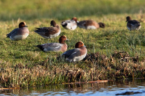 Foto van Smienten, Krimpenerwaard