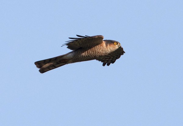 Foto van een sperwer, Krimpenerwaard