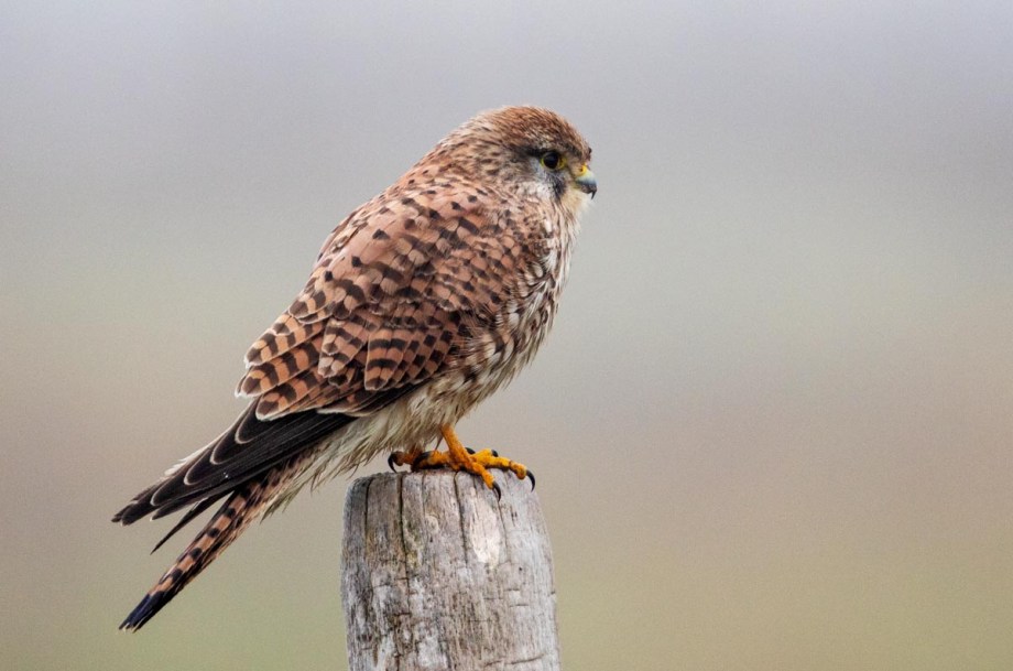 Foto van een torenvalk, Prunje