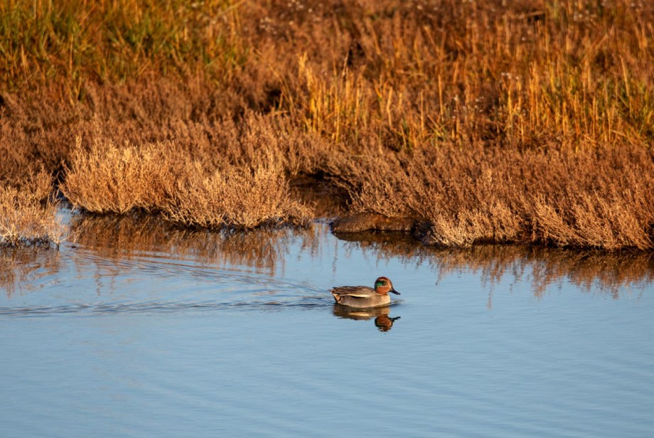 Foto van een wintertaling, Inlaag 1887, Ellewoutsdijk