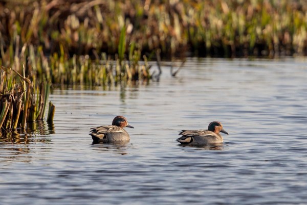 Foto van wintertalingen, Krimpenerwaard