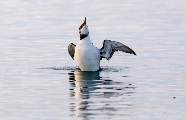 Foto van een zeekoet, Brouwersdam